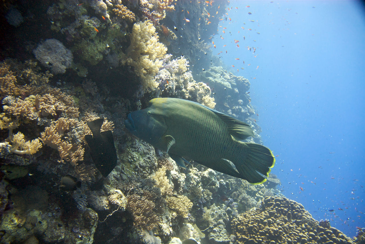 Cheilinus undulatus (Pesce Napoleone)